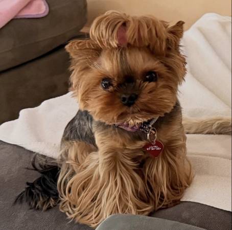 Lost dog in Marlboro 1