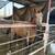 Horse 2 thumbnail