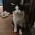 MISSING BLACK/WHITE CAT - please help! 3 thumbnail