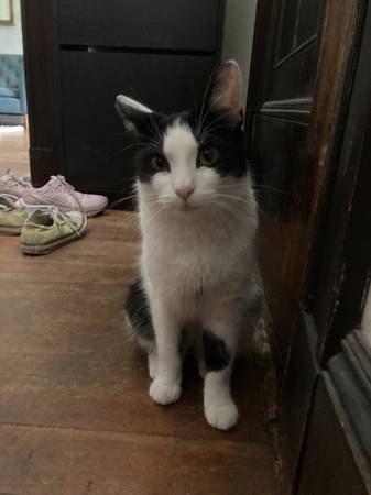 MISSING BLACK/WHITE CAT - please help! (West Roxbury)549796044226570242