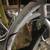 Bicycle 8 thumbnail