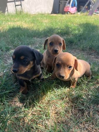 Dashound puppies (Stevinson)63852312540035120