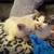 Kittens!!!! 12 thumbnail