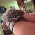 Hedgehogs 1 thumbnail