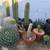 Agave queen victoria 12 thumbnail