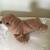 Vintage 1990s Plush Walrus 3 thumbnail