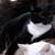 Rehome spayed female cat 2 thumbnail