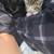 Kittens 2 thumbnail