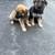 German shepherd puppies 6 thumbnail