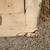 pair (2) antique wood swinging doors 1920s door Arts & Crafts Mission 13 thumbnail
