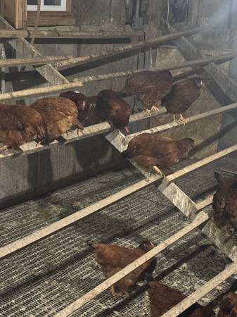 22 week old ready to lay pullets and Muscovy Ducks 1