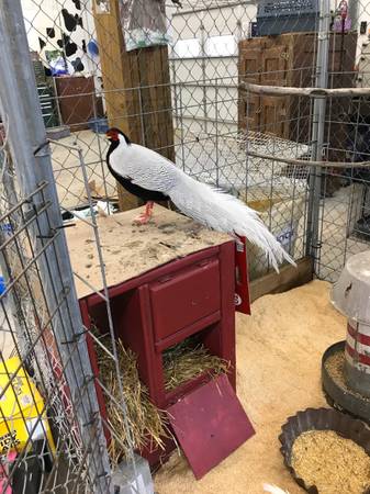 Silver pheasant male 1