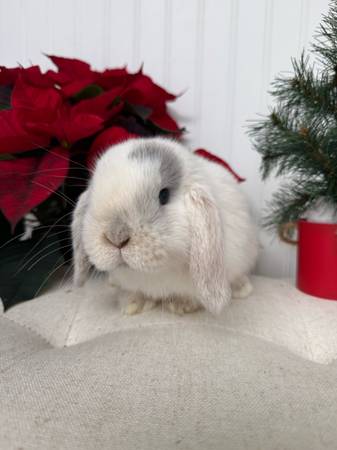 Baby holland lop bunny/bunnies/rabbit/rabbits 1