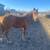 Yearling Gypsy Cross 1 thumbnail
