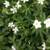 CANADA ANEMONE-Native Perennial 4 Pollinators-$5/Clump of Many Plants 3 thumbnail