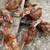 Rhode Island Red female pullets hens 1 thumbnail