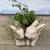 Various succulents in a cute resin rabbit planter 1 thumbnail