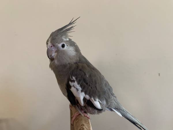 Cacatúa hembra (Tucson)