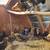 Pullets Layer Chickens 1 thumbnail