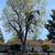 TREE &STUMP GRINDING &STUMP REMOVAL SERVICE 22 thumbnail