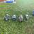 Six water pumps 1 thumbnail