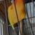 Sun conure 3 thumbnail