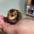 Easter egger and olive egger chicks 5 thumbnail