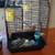 COMPLETE Birdcage Package with Toys, Feeders, Mirror & LOTS of FOOD! 2 thumbnail