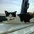 Free - 3 male cats -1 under 1yr and 2 under 2 yrs -for a loving family 3 thumbnail