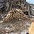 Firewood 2 thumbnail