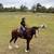 Clydesdale Mare 5 thumbnail