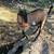 Sister Doeling Pair 2 thumbnail