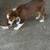 Australian Shepherd, pup 1 thumbnail