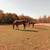 Equestrian Boarding 1 thumbnail