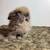 Teddywidder babies 4 thumbnail
