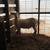7 month old ram lamb 1 thumbnail