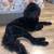 Labradoodle puppies 5 thumbnail