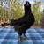 Young roosters 3 thumbnail