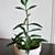 Adorable Mother of Thousands Plant in White 'Joy' Ceramic Pot 3 thumbnail