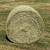 ‘2nd CUTTING’  New Top Quality Coastal Horse Hay 10 thumbnail