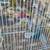 Parakeets 3 thumbnail