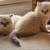 Exotic Himalayan kittens looking for loving homes 1 thumbnail
