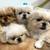 Pekingese pups 1 thumbnail