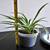 Variegated Spider Plant in Upcycled Plastic Container 5 thumbnail