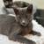 Kitty Adoptions 6 thumbnail