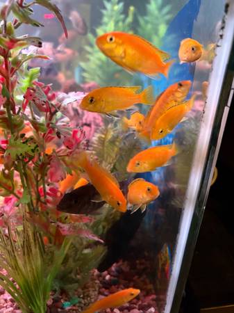 African Cichlids Fish 1
