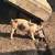 Feeder pigs 6 thumbnail