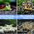 Aquatics Pets -  Neocaridina, Caridina, Shrimp Fancy Guppy, Betta Fish 6 thumbnail
