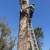 Tree service, Landscaping , Gardening ,Irrigation 1 thumbnail