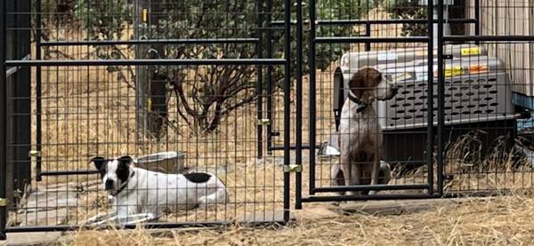 Red Tick Hound & American Bulldog x Golden Retriever free63972289726339120